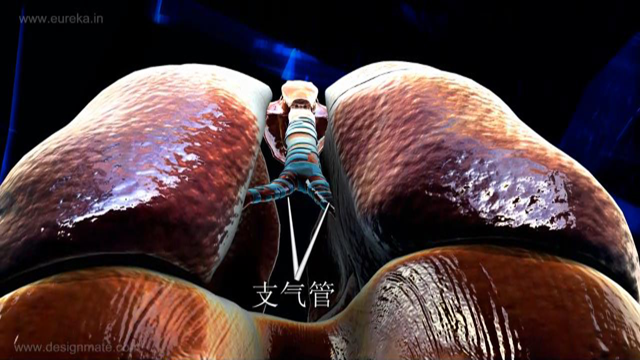 【VR 3D生物】呼吸系統